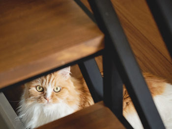 High angle view portrait of cat at home