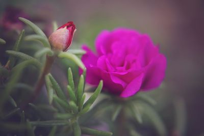 Close-up of pink flowering plant