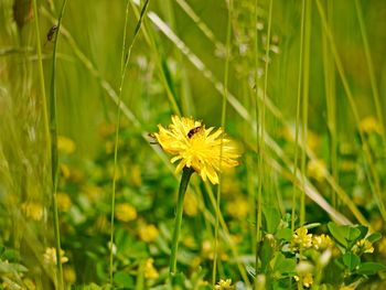 Close-up of yellow flowering plant on land