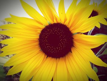 Close-up of sunflower blooming outdoors