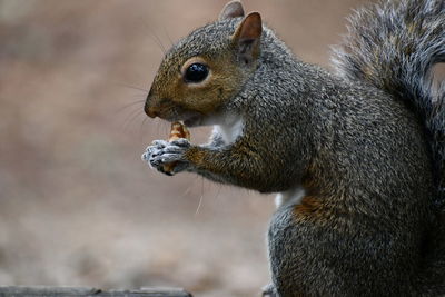 Close-up of squirrel eating food