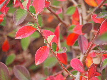 Close-up of red berries growing on plant during autumn