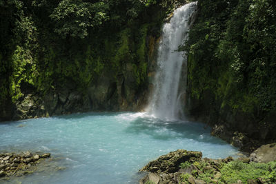 Scenic view of waterfall in forest