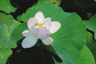 Close-up of white lotus water lily