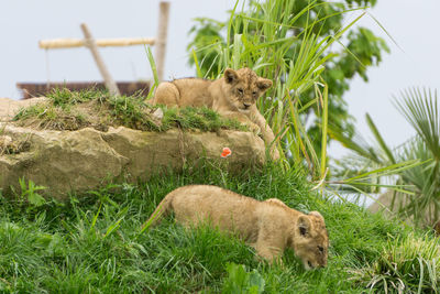 Cat relaxing on grass