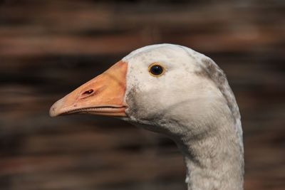 Close-up of a bird