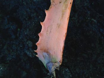 Close-up of tree trunk