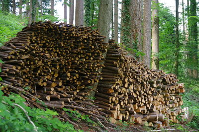 Stack of logs in forest