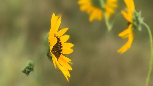 Close-up of yellow flower blooming outdoors