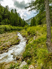 Stream flowing amidst trees in forest against sky