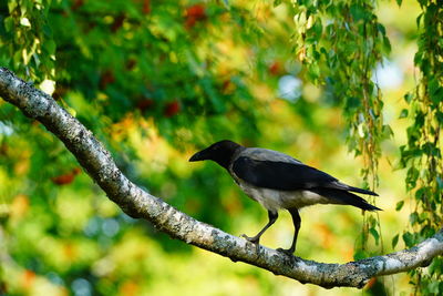 Bird perching on branch