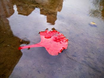 High angle view of red leaf on puddle