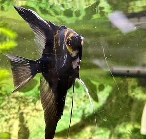 Close-up of a bird flying over water