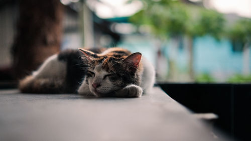 Close-up of a cat resting