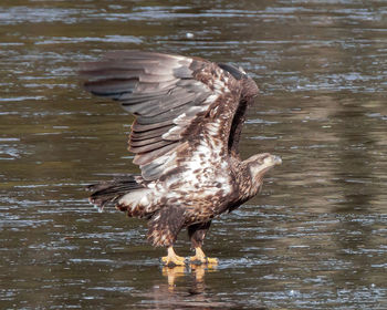 Bird in sea