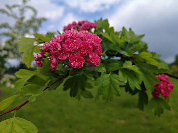 Close-up of pink flowering plant