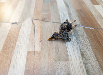 The carcass of a dried newborn bird on the floor tile near the urban house, fallen from the nest.