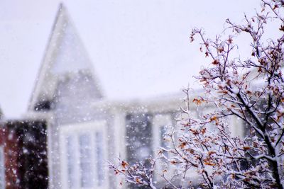 View of cherry blossom from window during winter