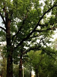 Low angle view of trees in forest