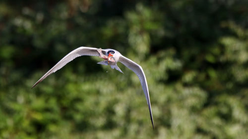 View of bird flying