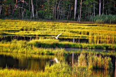 Bird flying over a lake