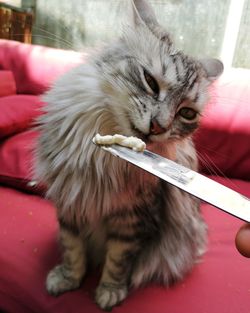 Close-up of cat holding toy