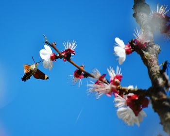 Low angle view of cherry blossom against clear blue sky