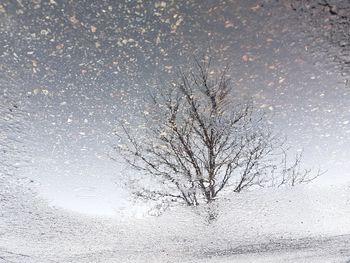 Bare tree on snow covered land