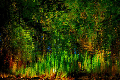 Reflection of trees in lake