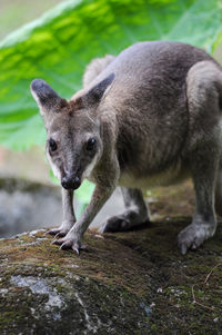 In this photo there is a ground kangaroo from indonesia, the kangaroo is in close view 