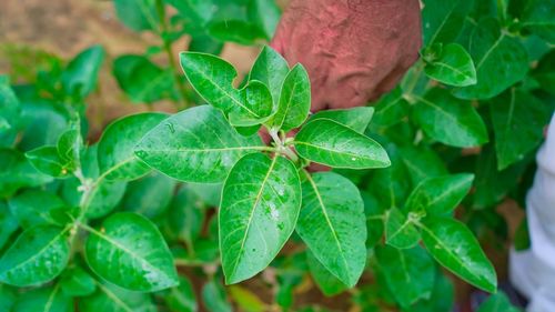 Close-up of green leaves