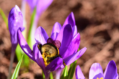 Close-up of bee pollinating on purple flower
