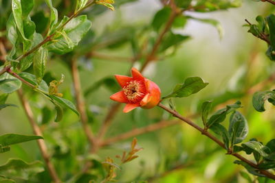 Close-up of red flowering plant