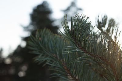 Close-up of pine tree