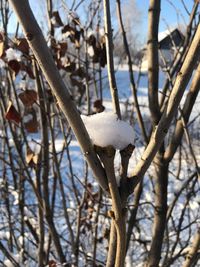 Close-up of frozen bare tree branches during winter