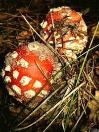 Close-up of fly agaric mushroom