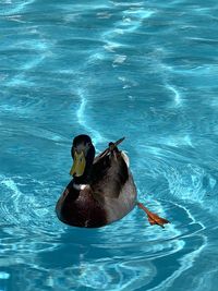 High angle view of duck swimming in pool