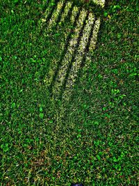 Full frame shot of green field