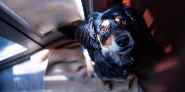 Close-up portrait of dog looking at camera