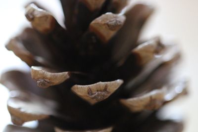 Close-up of wilted flower