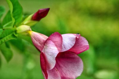 Close-up of pink flower blooming outdoors