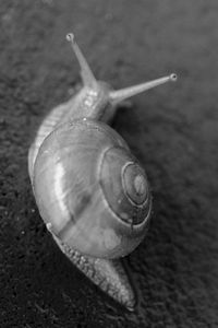 Close-up of snail