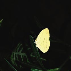 Close-up of yellow flower against black background