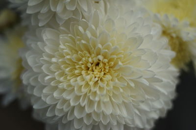 Close-up of white dahlia