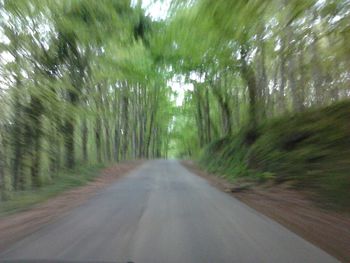 Road along trees