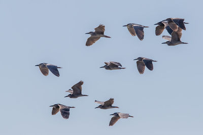 Low angle view of birds flying