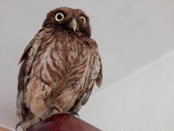 Close-up of owl perching on wall