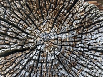 Full frame shot of tree stump