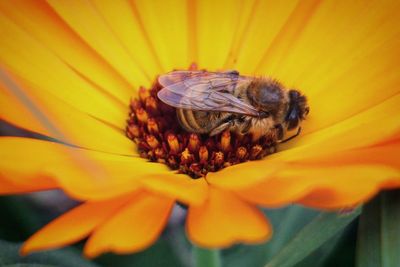 Close-up of bee pollinating on yellow flower