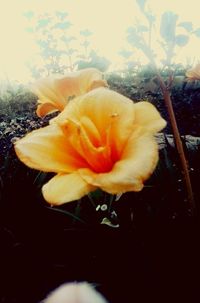 Close-up of yellow flower